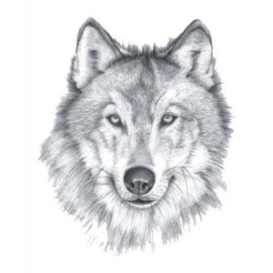 Grey Wolf