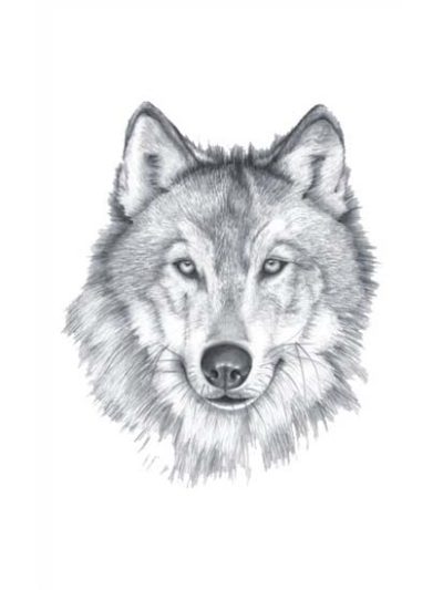 Grey Wolf