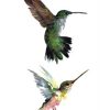 Hummingbirds