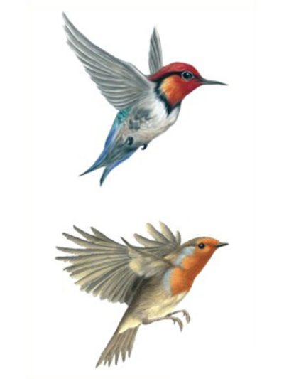 Hummingbirds