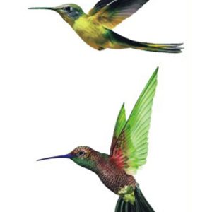 Hummingbirds