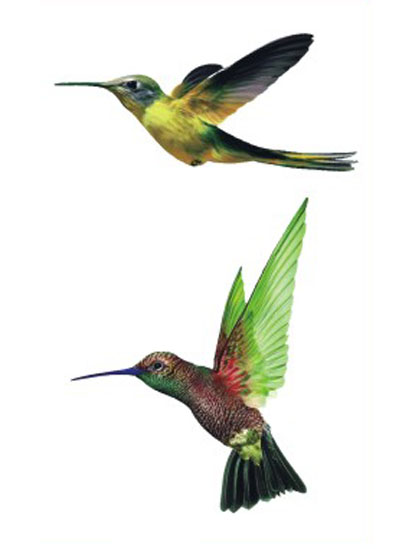 Hummingbirds