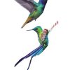 Hummingbirds