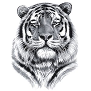 Tiger Tattoo