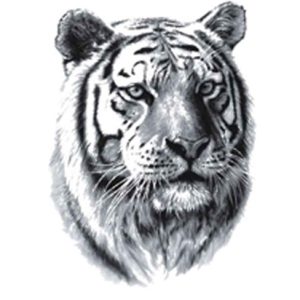 Tiger Tattoos