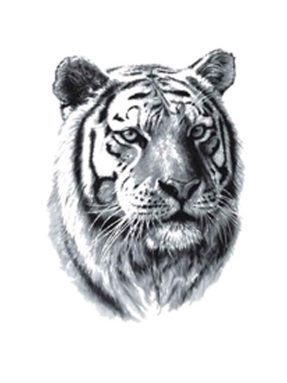 Tiger Tattoos