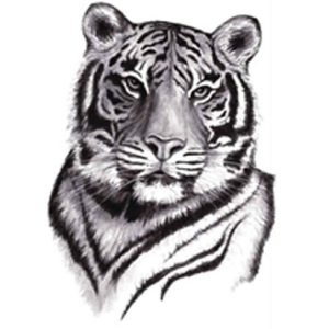 Tiger Tattoos