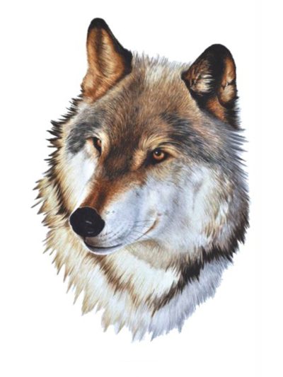 wolf tattoo