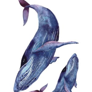 Blue Whale