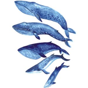 Whale Family