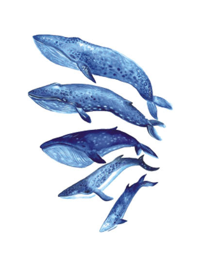 Whale Family