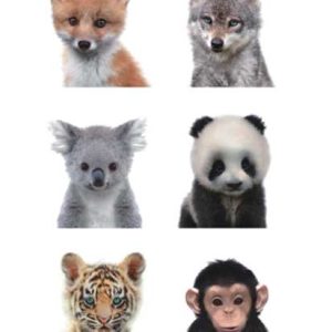 Cute Animals Avatar