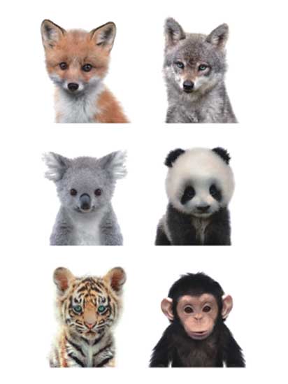 Cute Animals Avatar