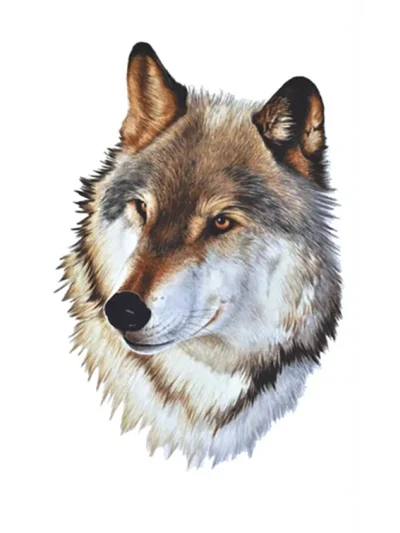 Real Wolf Head Tattoo