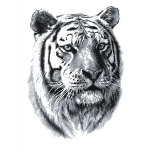 Energetic Tiger Tattoo